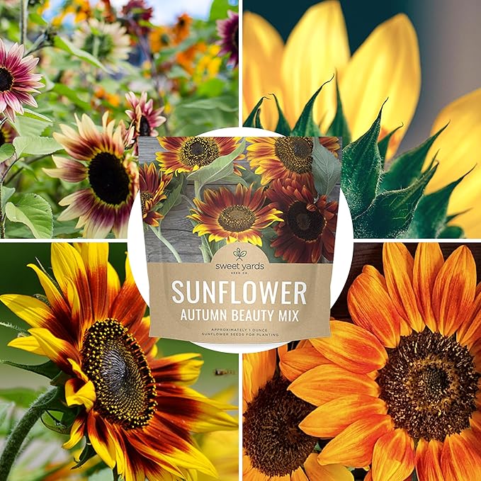 Autumn Beauty Sunflower Seeds – Extra Large Packet – Over 1,400 Open Pollinated Non-GMO Wildflower Seeds – Helianthus annus – Beautiful Shades of Gold, Bronze, Yellow, and Purple