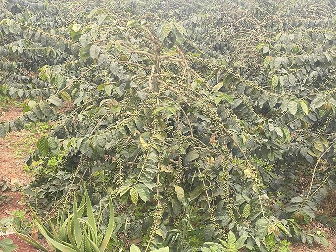 Kenya AA Grade Roasted Arabica Coffee Beans from Kenyan Highlands - 100% Pure Arabica Coffee Roasted Beans (Medium Roast Ground Coffee, 2 LB)