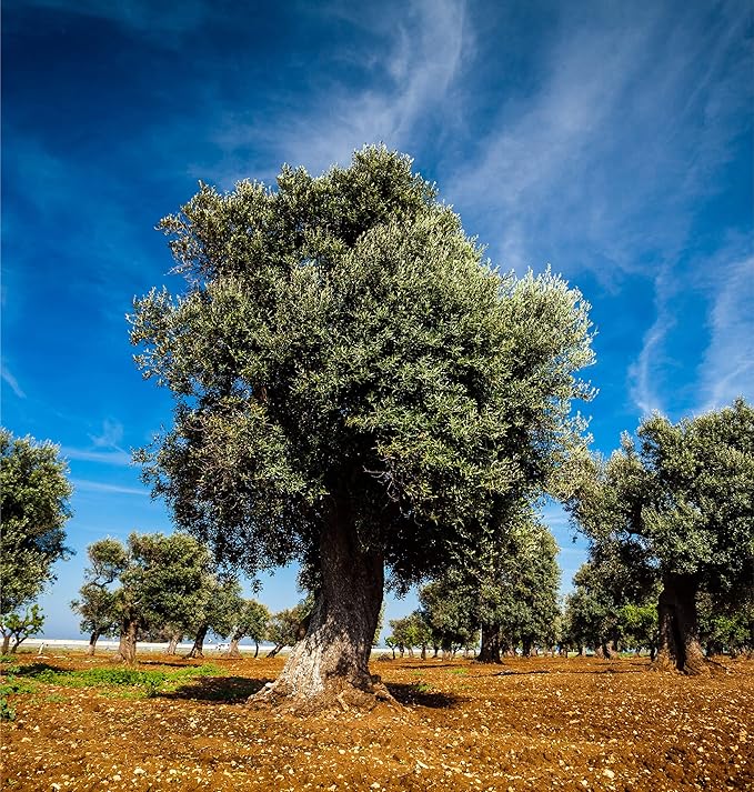 Oilala Extra Virgin Olive Oil, Organic, Robust Flavor, 854 mg/kg Polyphenol Rich, 2024 Gold Medal! filtered, Italian Family Farm Puglia, Italy, Coratina, 2024/25 Harvest, 500ml (16.9 FL Oz)