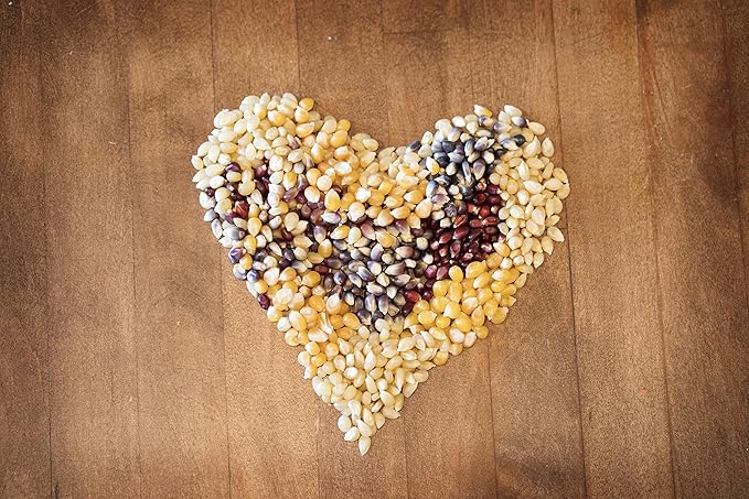 Amish Country Popcorn | 3-1 lb Bags | Purple, Red and Blue Popcorn Kernels | Old Fashioned, Non-GMO and Gluten Free (3-1 lb Bags)